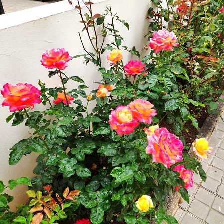 La Orquídea Apartamento *